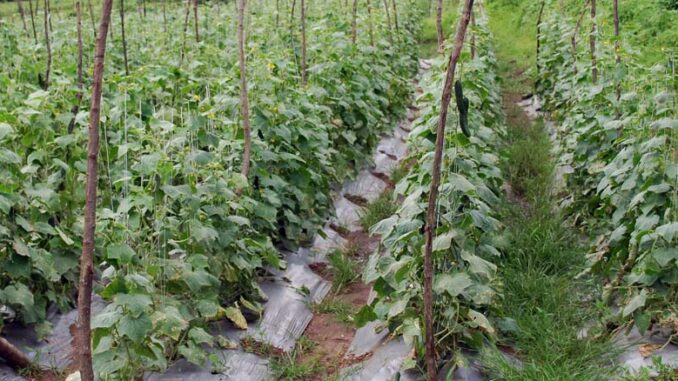 Uprawa ogórków gruntowych