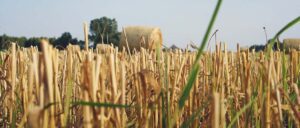 wilogotnościomierz do zboża