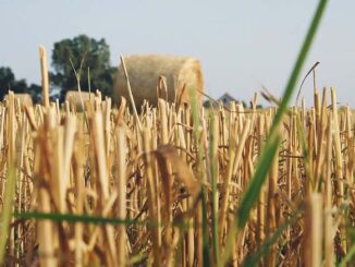 wilogotnościomierz do zboża