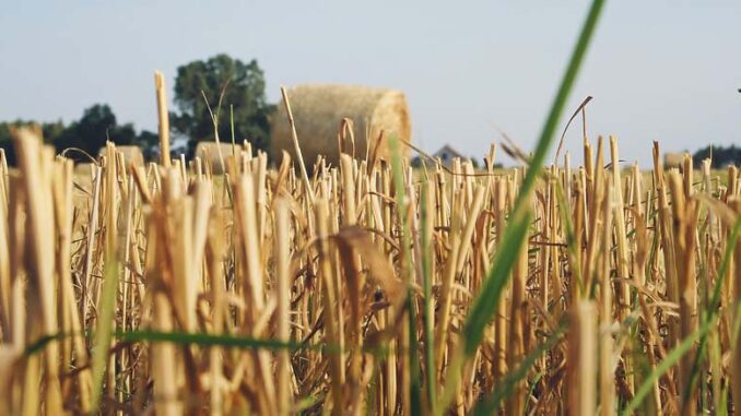 wilogotnościomierz do zboża