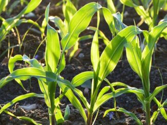 Kukurydza - jak zabezpieczyć uprawy przed szkodnikami i chorobami