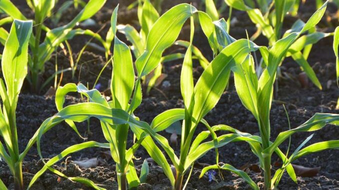 Kukurydza - jak zabezpieczyć uprawy przed szkodnikami i chorobami