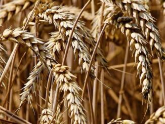 Środki ochrony roślin