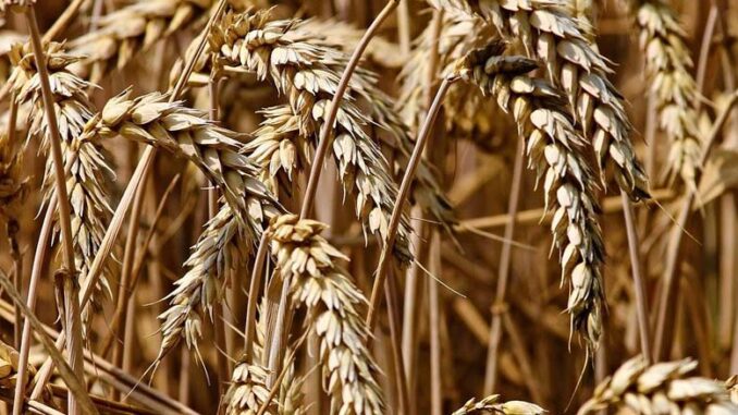 Środki ochrony roślin