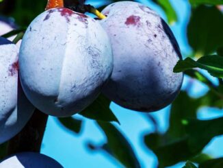 owocówki śliwkóweczki