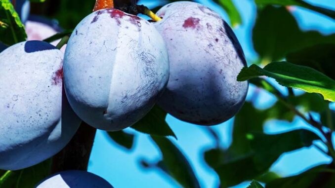 owocówki śliwkóweczki