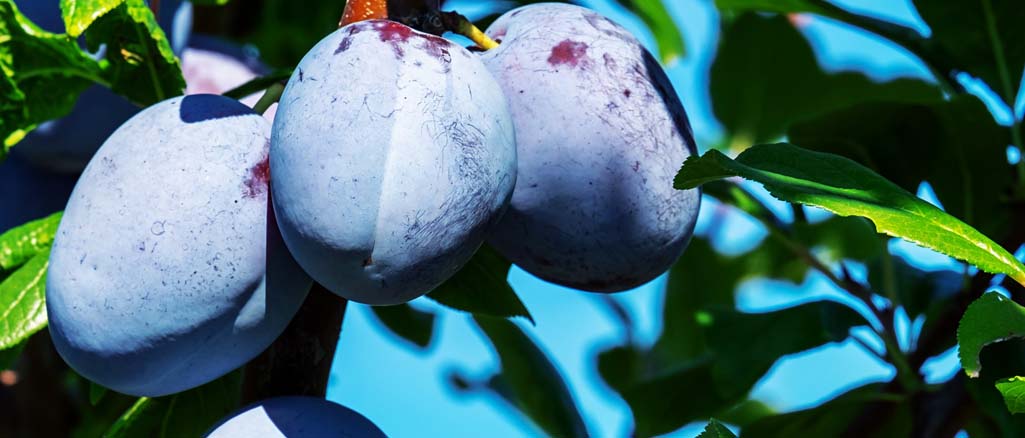 owocówki śliwkóweczki owocówki śliwkóweczki