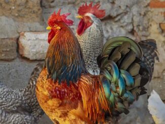 Jak hodować przepiórki, kaczki, kury