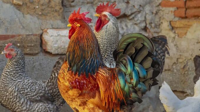 Jak hodować przepiórki, kaczki, kury