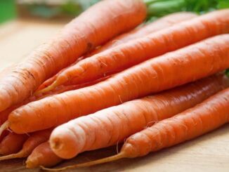 uprawa i nawożenie marchwi przemysłowej