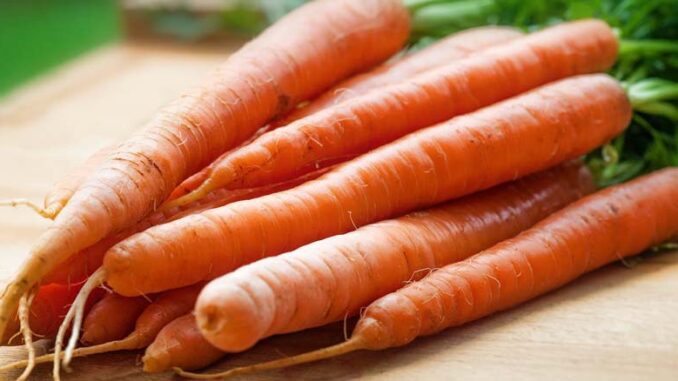 uprawa i nawożenie marchwi przemysłowej