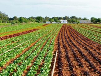 Integrowana ochrona roślin