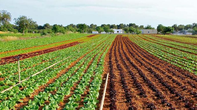 Integrowana ochrona roślin