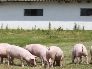 Budowa budynku gospodarczego