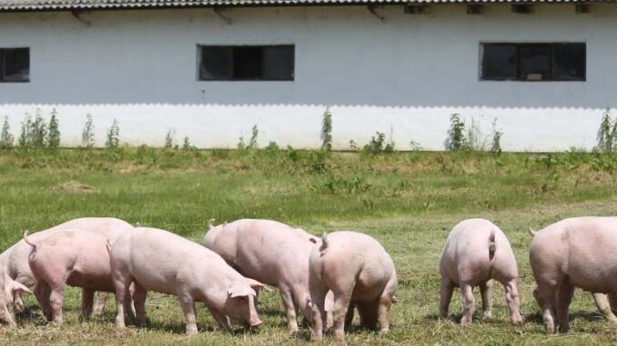 Budowa budynku gospodarczego