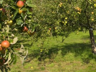 Gryzonie - szkodniki drzew owocowych