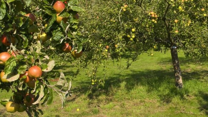 Gryzonie - szkodniki drzew owocowych