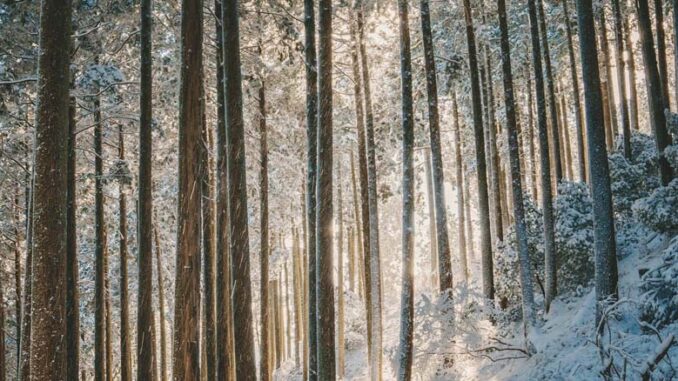 Jak starać się o dofinansowanie do lasów prywatnych