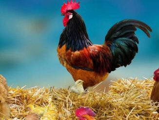 Jak unowocześnić gospodarstwo rolne