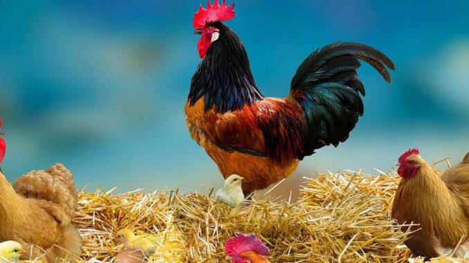 Jak unowocześnić gospodarstwo rolne