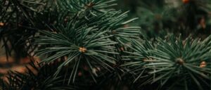 Jakie nawozy do iglaków