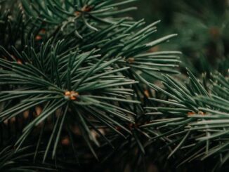 Jakie nawozy do iglaków