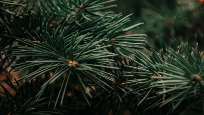 Jakie nawozy do iglaków