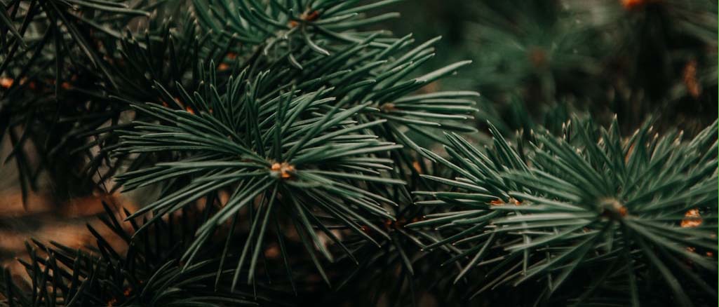 Jakie nawozy do iglaków Jakie nawozy do iglaków