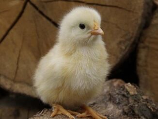 Jakich zasad powinien przestrzegać hodowca drobiu