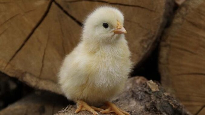 Jakich zasad powinien przestrzegać hodowca drobiu