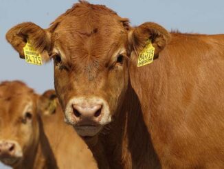 rasy bydła mięsnego w Polsce