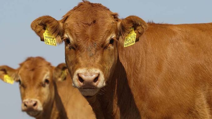 rasy bydła mięsnego w Polsce