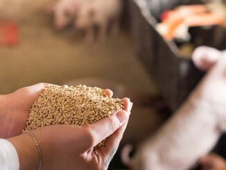 Premiksy (MPU) dla świń