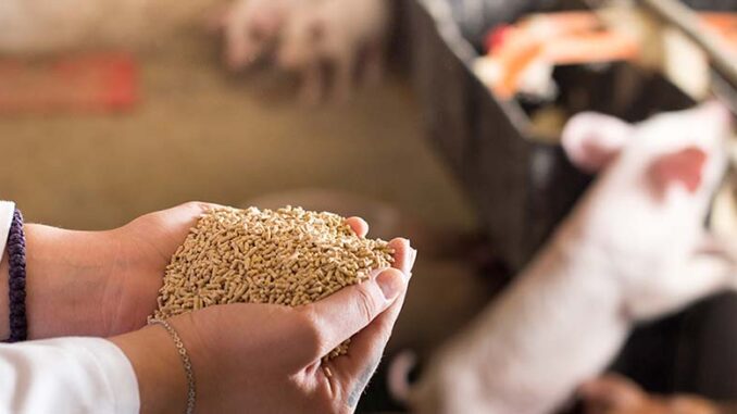 Premiksy (MPU) dla świń