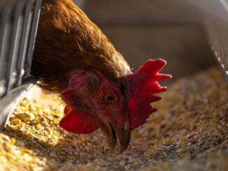 Sprawdź co może Ci się przydać na fermie