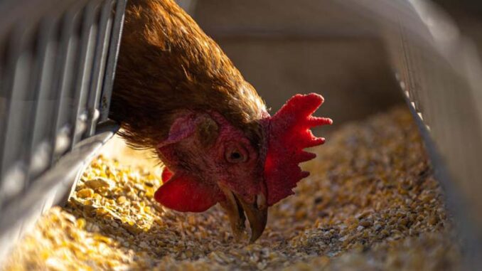 Sprawdź co może Ci się przydać na fermie