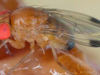 muszka plamoskrzydła