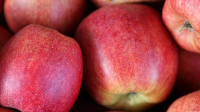 dolistne nawożenie jabłoni