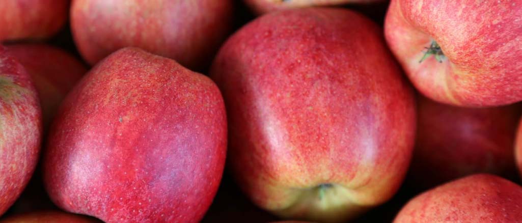 dolistne nawożenie jabłoni dolistne nawożenie jabłoni