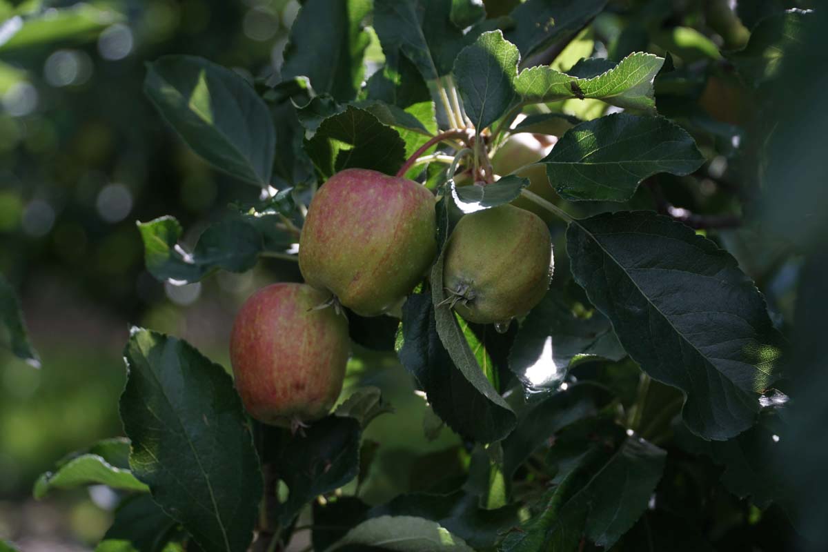 nawożenie jabłoni przed zbiorem nawożenie jabłoni przed zbiorem