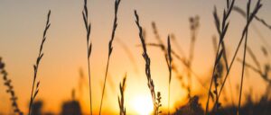 Cena pszenicy MATIF – podgląd cen na żywo