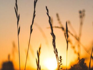 Cena pszenicy MATIF – podgląd cen na żywo