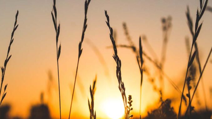 Cena pszenicy MATIF – podgląd cen na żywo