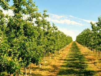 Choroby grzybicze w sadzie