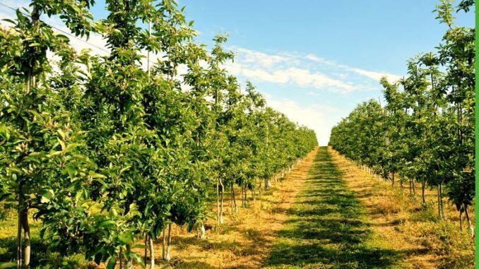 Choroby grzybicze w sadzie