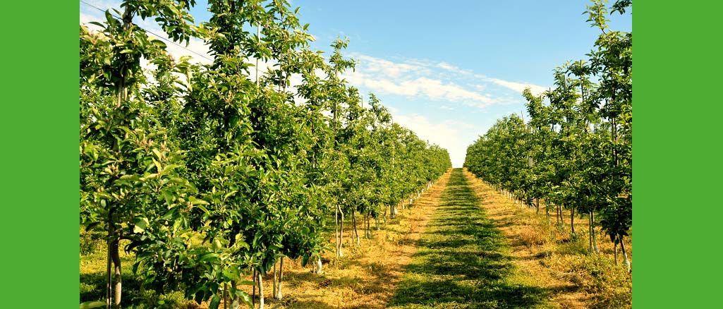 Choroby grzybicze w sadzie Choroby grzybicze w sadzie