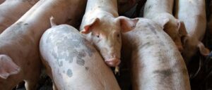 Jak prowadzić gospodarstwo rolne