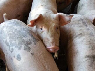 Jak prowadzić gospodarstwo rolne