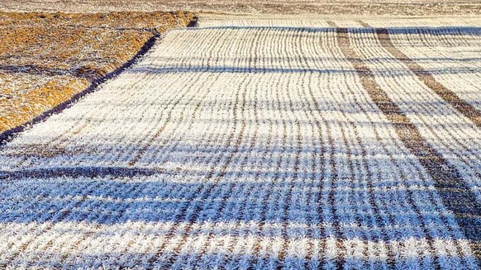 Przygotowanie gruntów do zbóż ozimych
