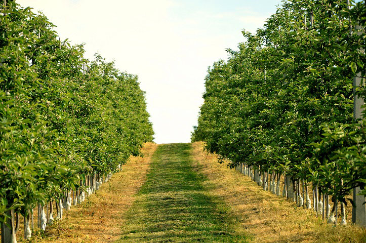 Pożyteczne bakterie w sadownictwie i ich wpływ na rośliny Pożyteczne bakterie w sadownictwie i ich wpływ na rośliny